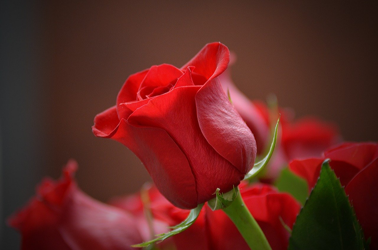 Kwiat - róża